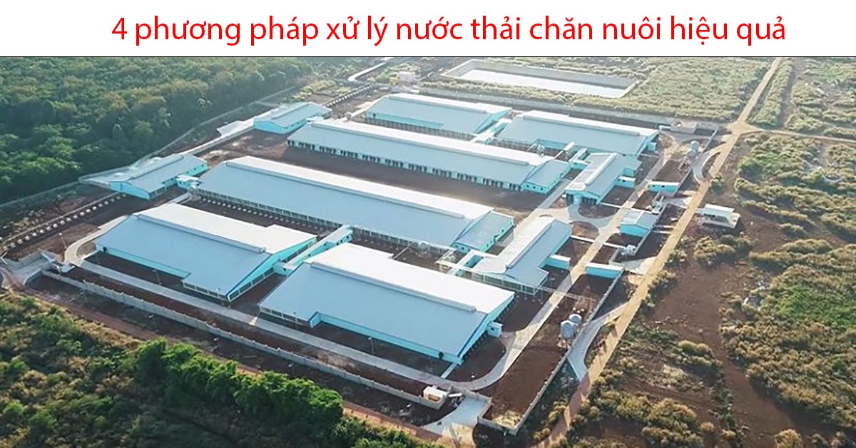 4 phương pháp xử lý nước thải chăn nuôi hiệu quả nhất hiện nay