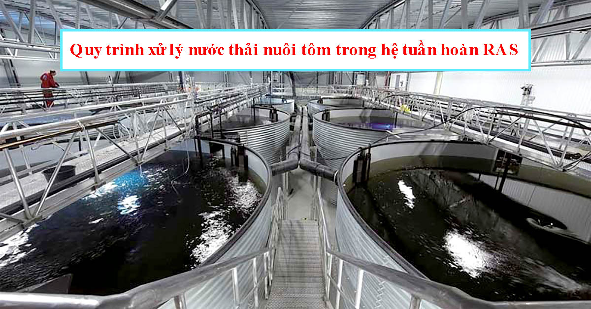Quy trình xử lý nước thải nuôi tôm trong hệ tuần hoàn RAS