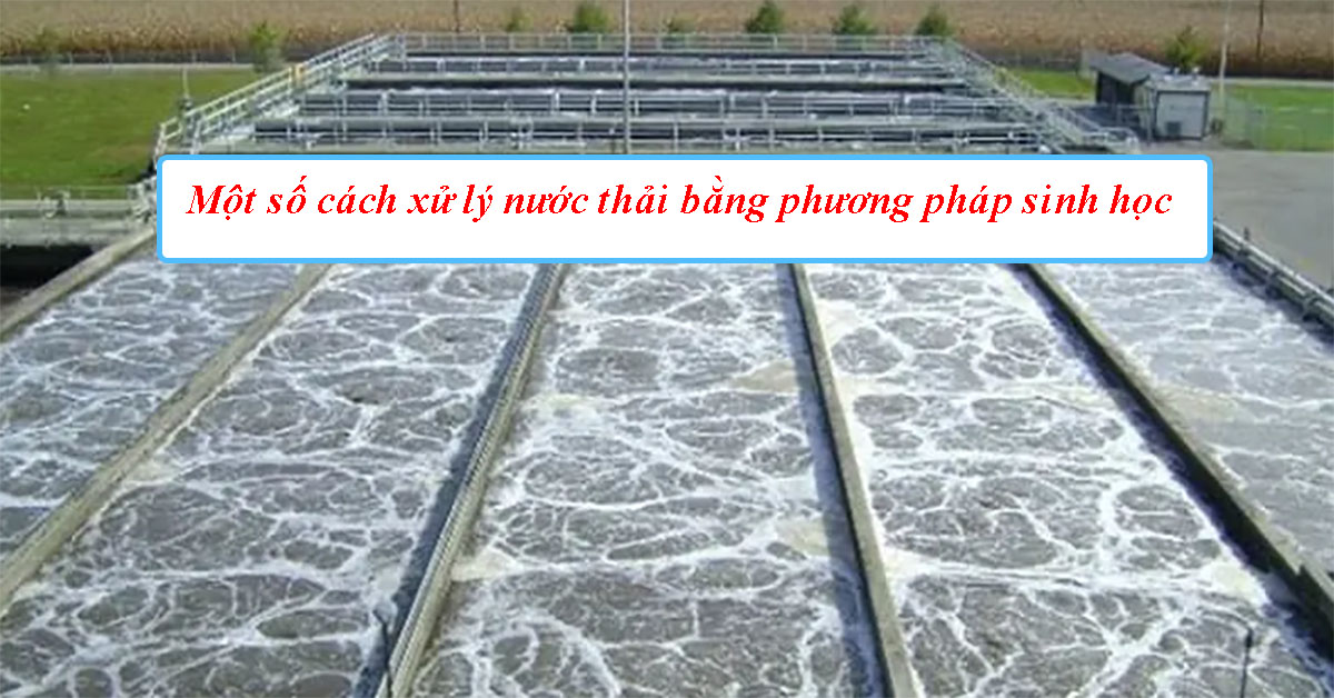 Cách xử lý nước thải bằng phương pháp sinh học