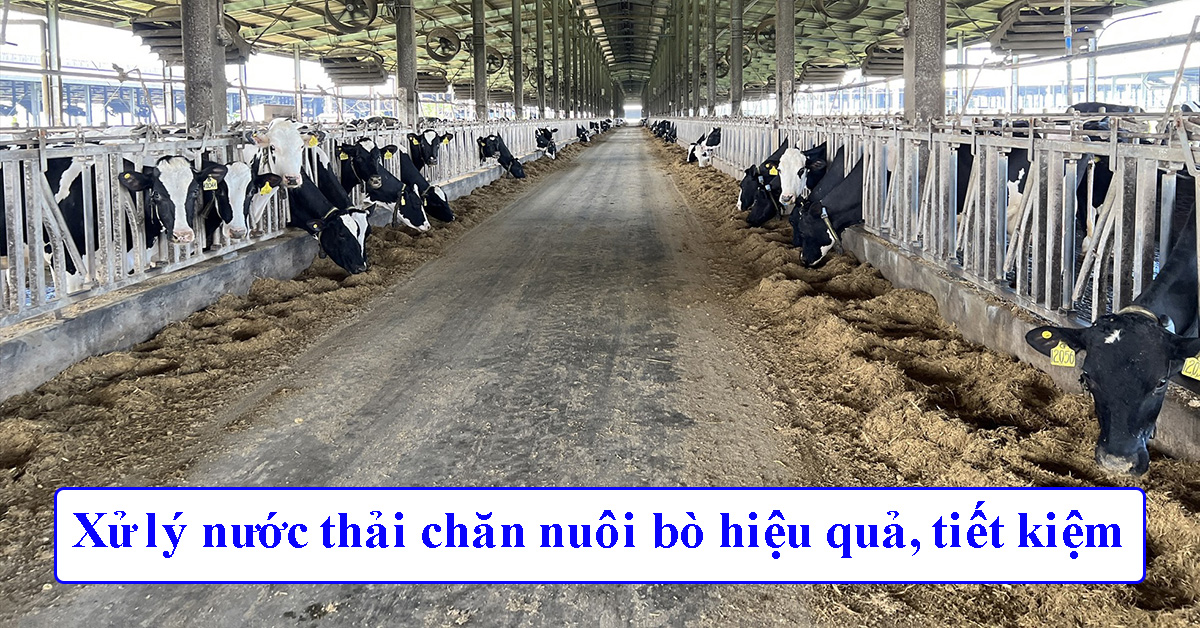 Xử lý nước thải chăn nuôi bò hiệu quả, tiết kiệm