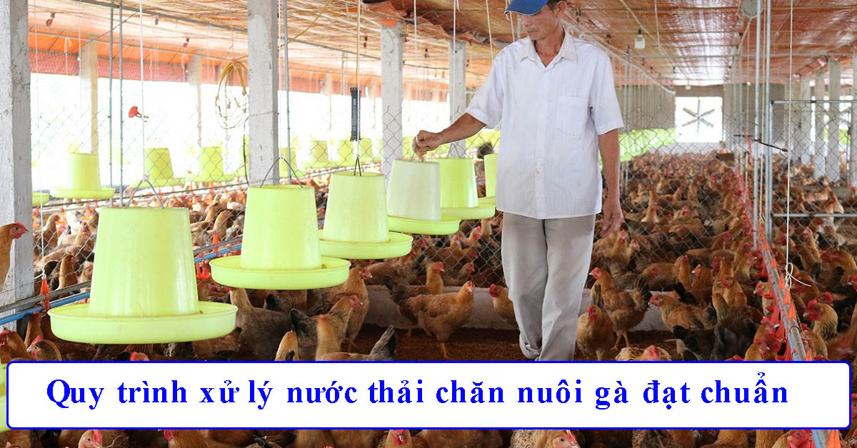 Quy trình xử lý nước thải chăn nuôi gà đạt chuẩn