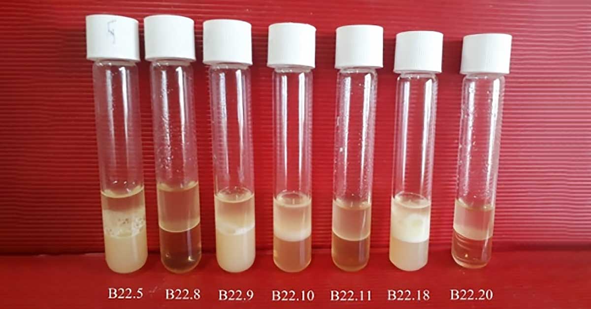 Khả năng nhũ hóa dầu ăn của các chủng vi khuẩn có khả năng tạo màng sinh học cao