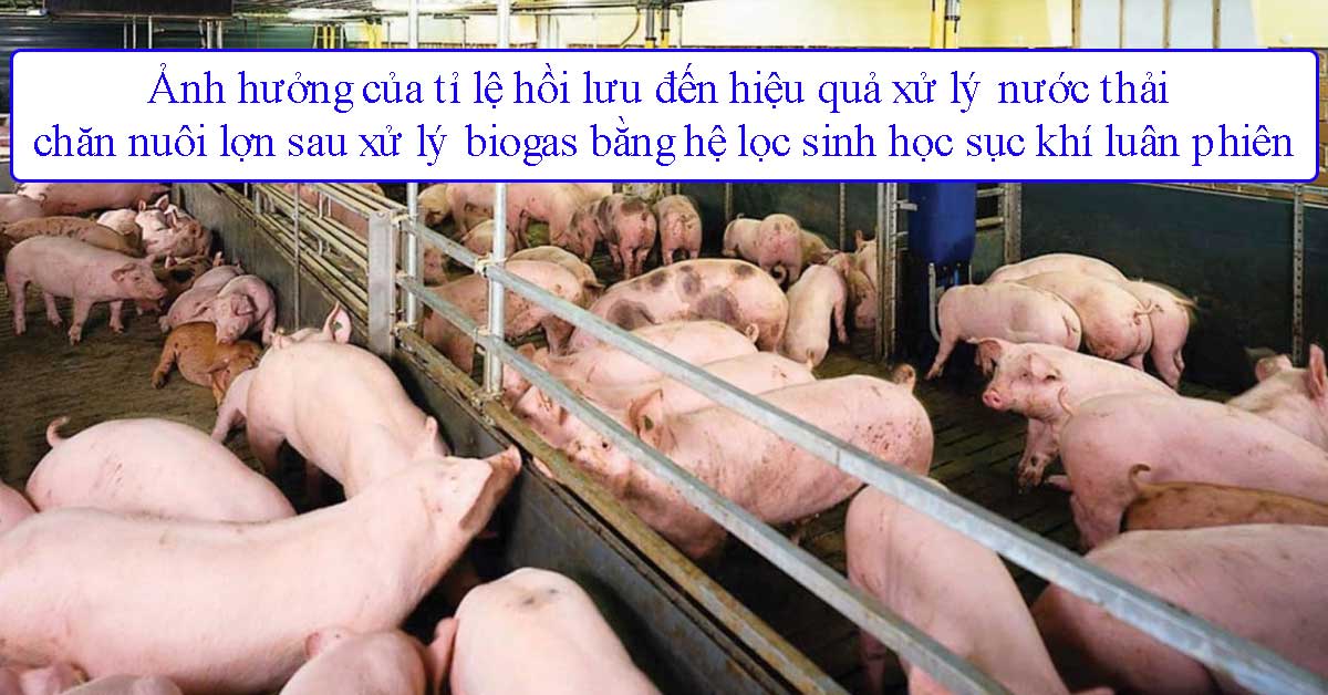 Ảnh hưởng của tỉ lệ hồi lưu đến hiệu quả xử lý nước thải chăn nuôi lợn sau xử lý biogas bằng hệ lọc sinh học sục khí luân phiên