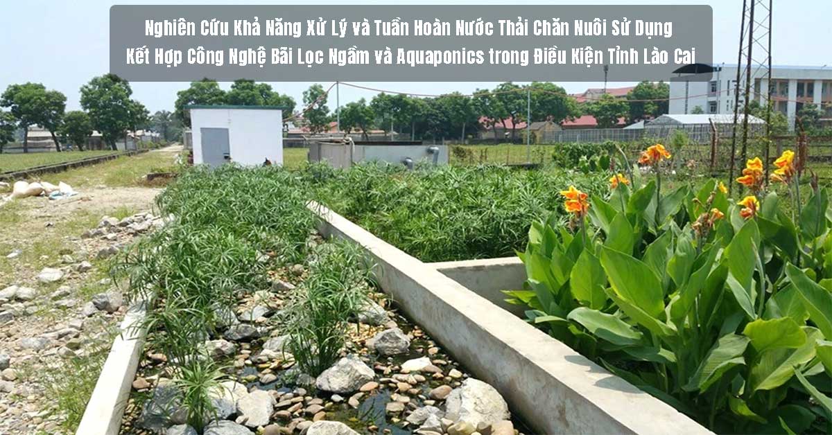 Nghiên Cứu Khả Năng Xử Lý và Tuần Hoàn Nước Thải Chăn Nuôi Sử Dụng Kết Hợp Công Nghệ Bãi Lọc Ngầm và Aquaponics trong Điều Kiện Tỉnh Lào Cai