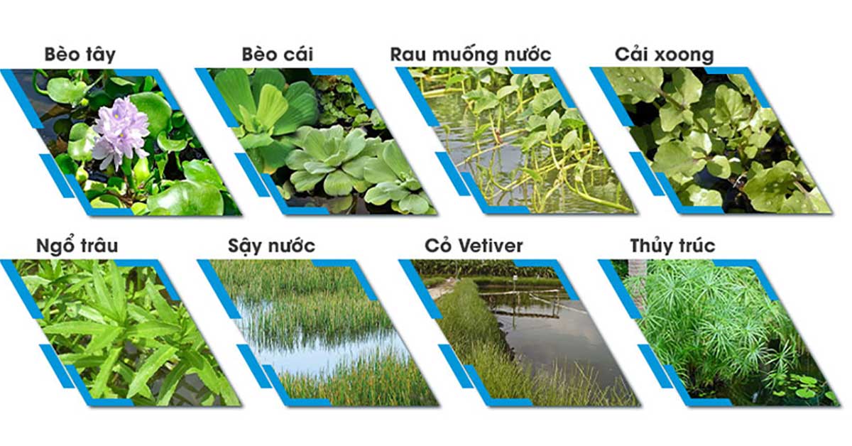 Các loại thực vật thủy sinh được sử dụng phổ biến trong xử lý nước thải