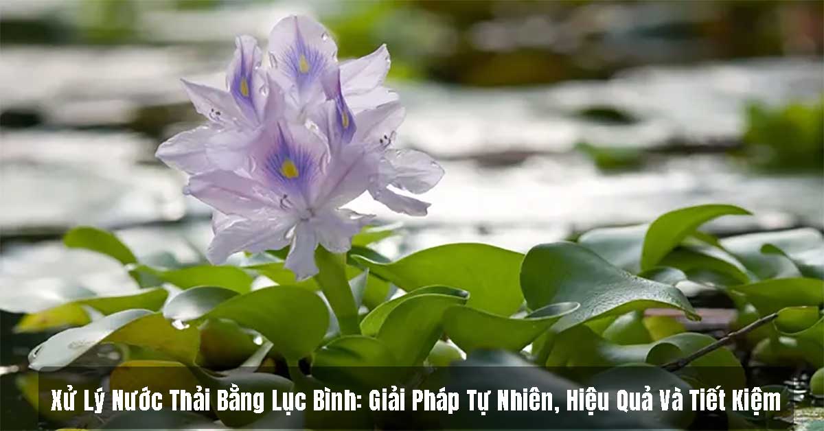 Xử Lý Nước Thải Bằng Lục Bình: Giải Pháp Tự Nhiên, Hiệu Quả Và Tiết Kiệm