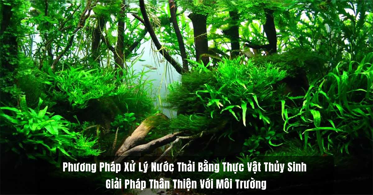 Phương Pháp Xử Lý Nước Thải Bằng Thực Vật Thủy Sinh - Giải Pháp Thân Thiện Với Môi Trường