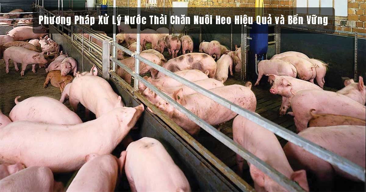 Phương Pháp Xử Lý Nước Thải Chăn Nuôi Heo Hiệu Quả và Bền Vững