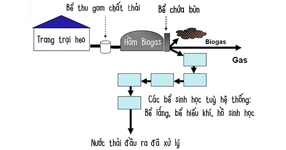 Quy trình xử lý nước thải chăn nuôi heo bằng Biogas