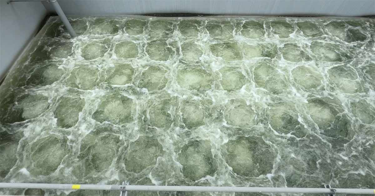 Bể hiếu khí trong xử lý nước thải