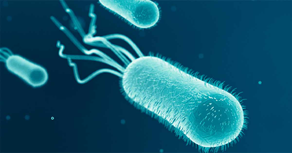 Vi khuẩn Coliform
