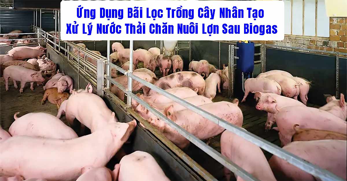 Ứng Dụng Bãi Lọc Trồng Cây Nhân Tạo Xử Lý Nước Thải Chăn Nuôi Lợn Sau Biogas