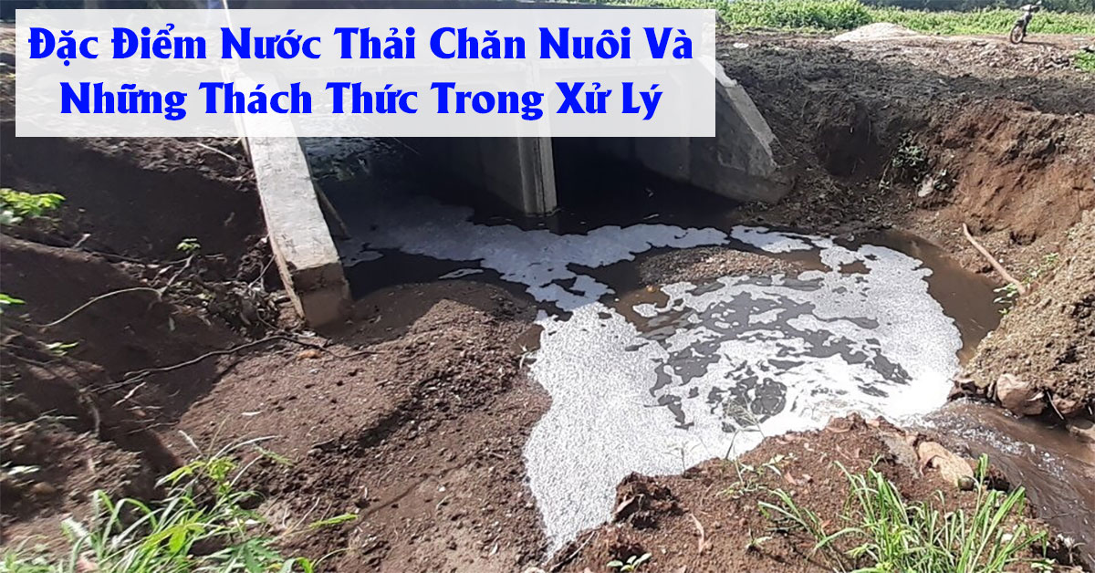 Đặc Điểm Nước Thải Chăn Nuôi Và Những Thách Thức Trong Xử Lý