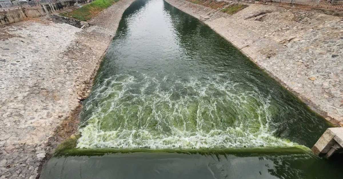 Nước thải chưa xử lý gây ô nhiễm môi trường