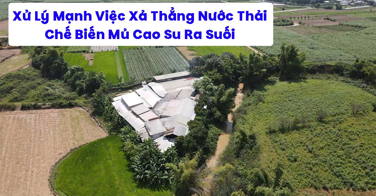 Xử Lý Mạnh Tay Hiện Tượng “Xả Thẳng Nước Thải Chế Biến Mủ Cao Su Ra Suối” – Bài Học Từ Các Cơ Sở Không Phép