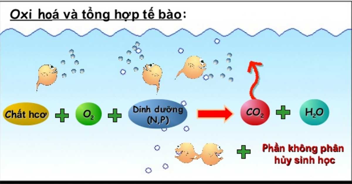 Nguyên lý hoạt động của bể sinh học hiếu khí