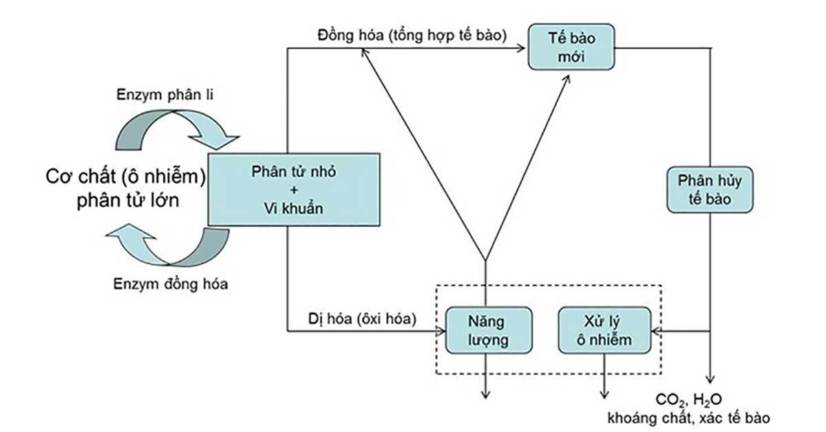 Cơ chế xử lý nước thải bằng phương pháp sinh học