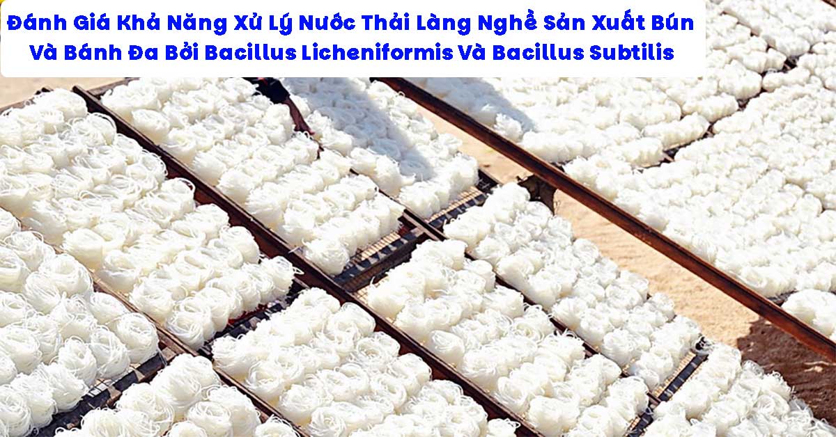 Đánh Giá Khả Năng Xử Lý Nước Thải Làng Nghề Sản Xuất Bún Và Bánh Đa Bởi Bacillus Licheniformis Và Bacillus Subtilis