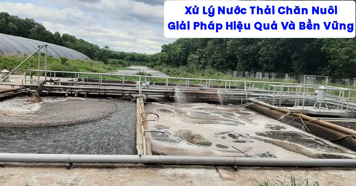 Xử Lý Nước Thải Chăn Nuôi – Giải Pháp Hiệu Quả Và Bền Vững