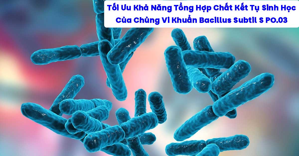 Tối Ưu Khả Năng Tổng Hợp Chất Kết Tụ Sinh Học Của Chủng Vi Khuẩn Bacillus Subtil S PO.03. Và Thử Nghiệm Xử Lý Nước Thải Từ Cơ Sở Sản Xuất Bún