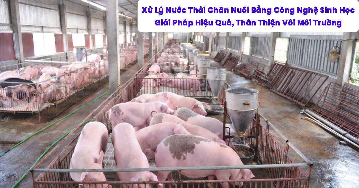 Xử Lý Nước Thải Chăn Nuôi Bằng Công Nghệ Sinh Học – Giải Pháp Thân Thiện Với Môi Trường