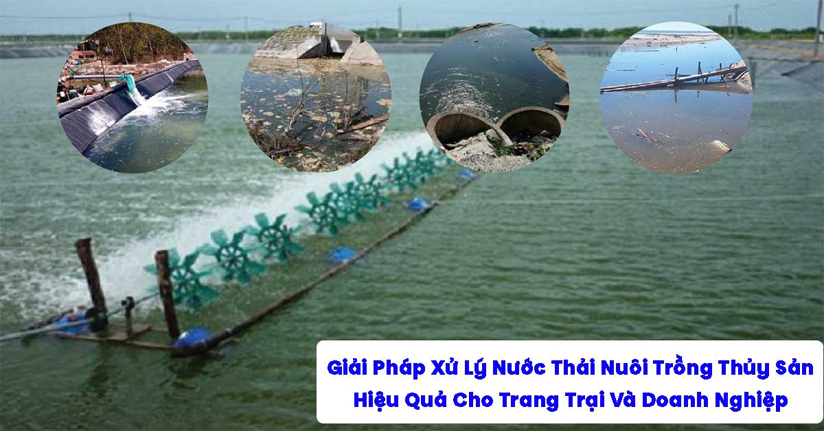 Giải Pháp Xử Lý Nước Thải Nuôi Trồng Thủy Sản Hiệu Quả Cho Trang Trại Và Doanh Nghiệp
