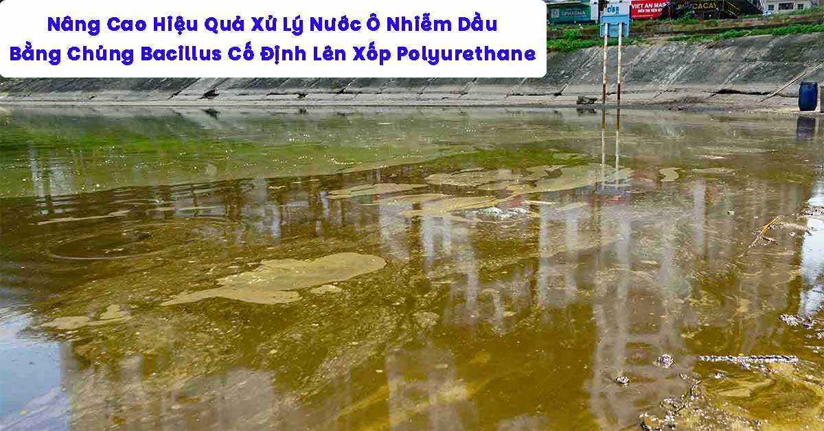Nâng Cao Hiệu Quả Xử Lý Nước Ô Nhiễm Dầu Bằng Chủng Bacillus Cố Định Lên Xốp Polyurethane