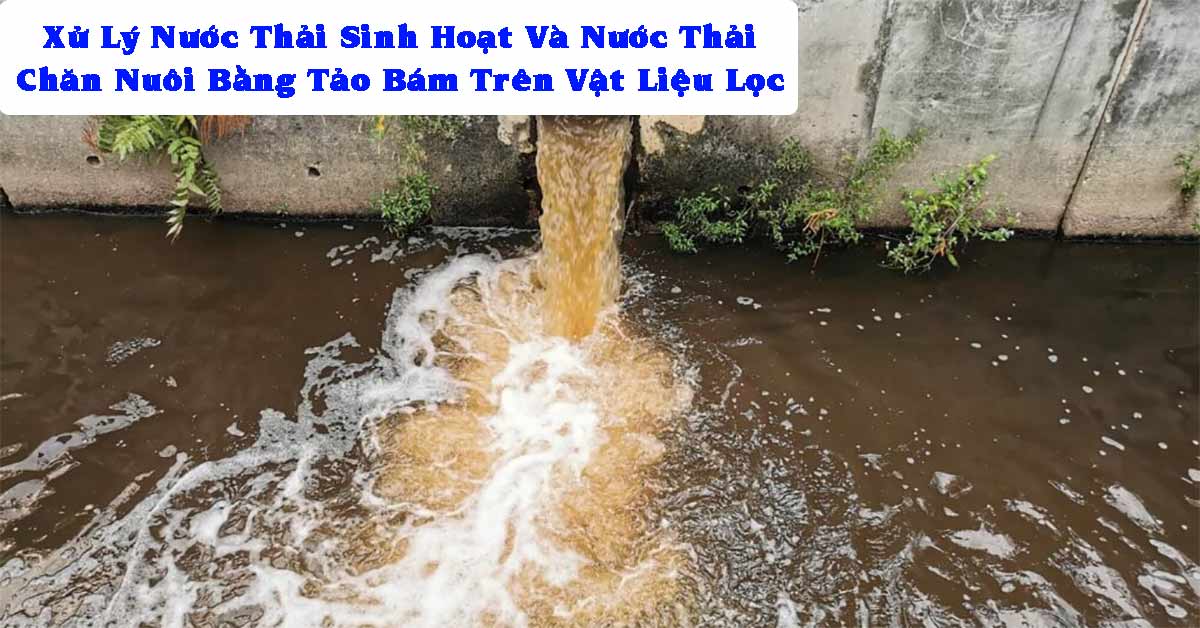 Xử Lý Nước Thải Sinh Hoạt Và Nước Thải Chăn Nuôi Bằng Tảo Bám Trên Vật Liệu Lọc