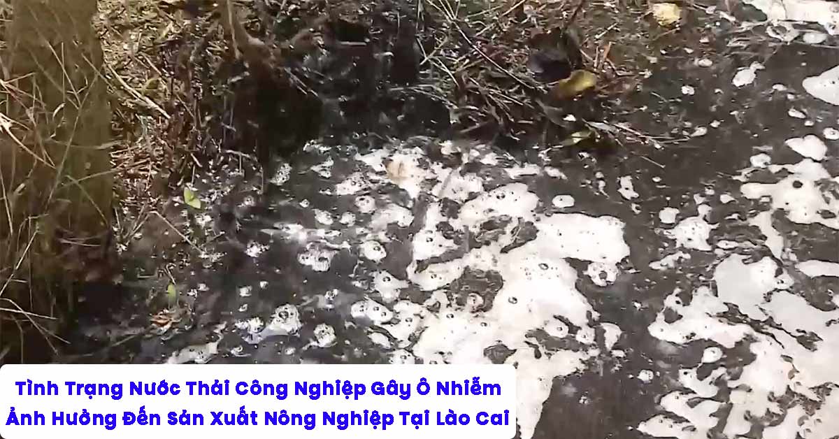 Nước Thải Công Nghiệp Gây Ô Nhiễm Ảnh Hưởng Đến Sản Xuất Nông Nghiệp Tại Lào Cai