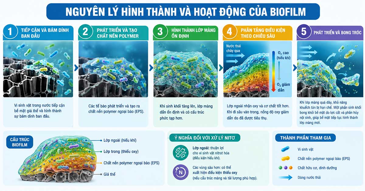 Nguyên lý hình thành và hoạt động của biofilm